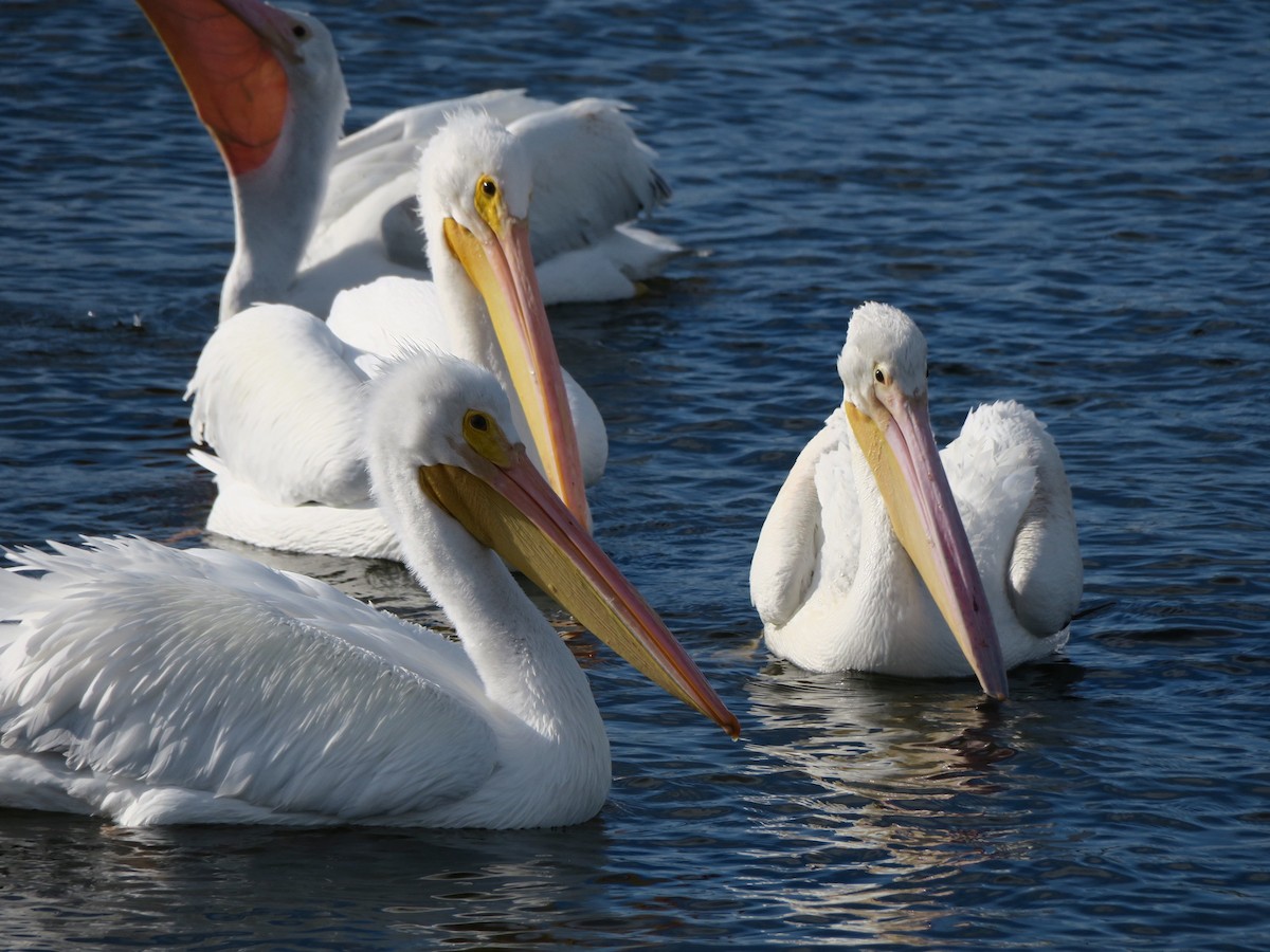 American White Pelican - ML612362744