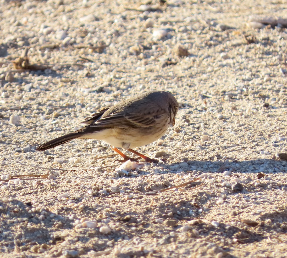 Bell's Sparrow - Jay Desgrosellier