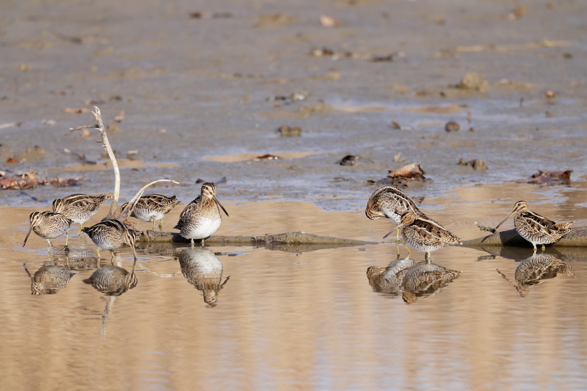 Wilson's Snipe - Michael Brown