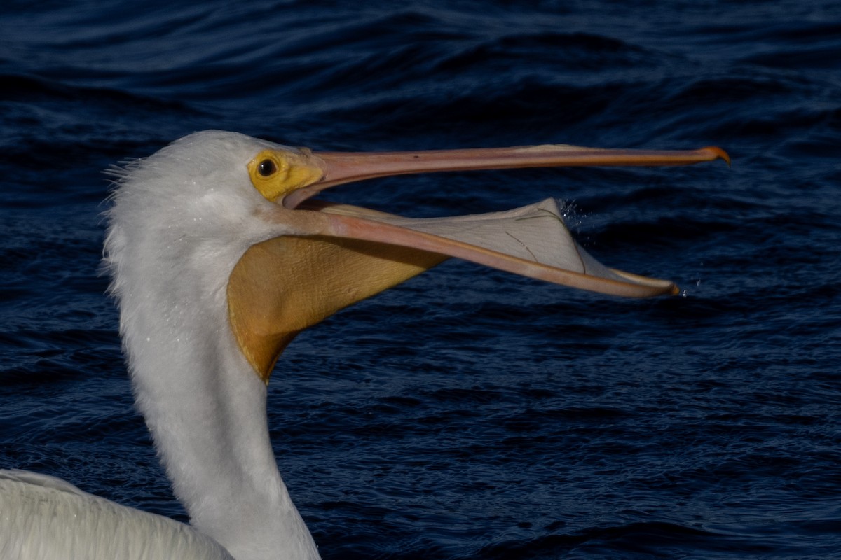 American White Pelican - ML612362772