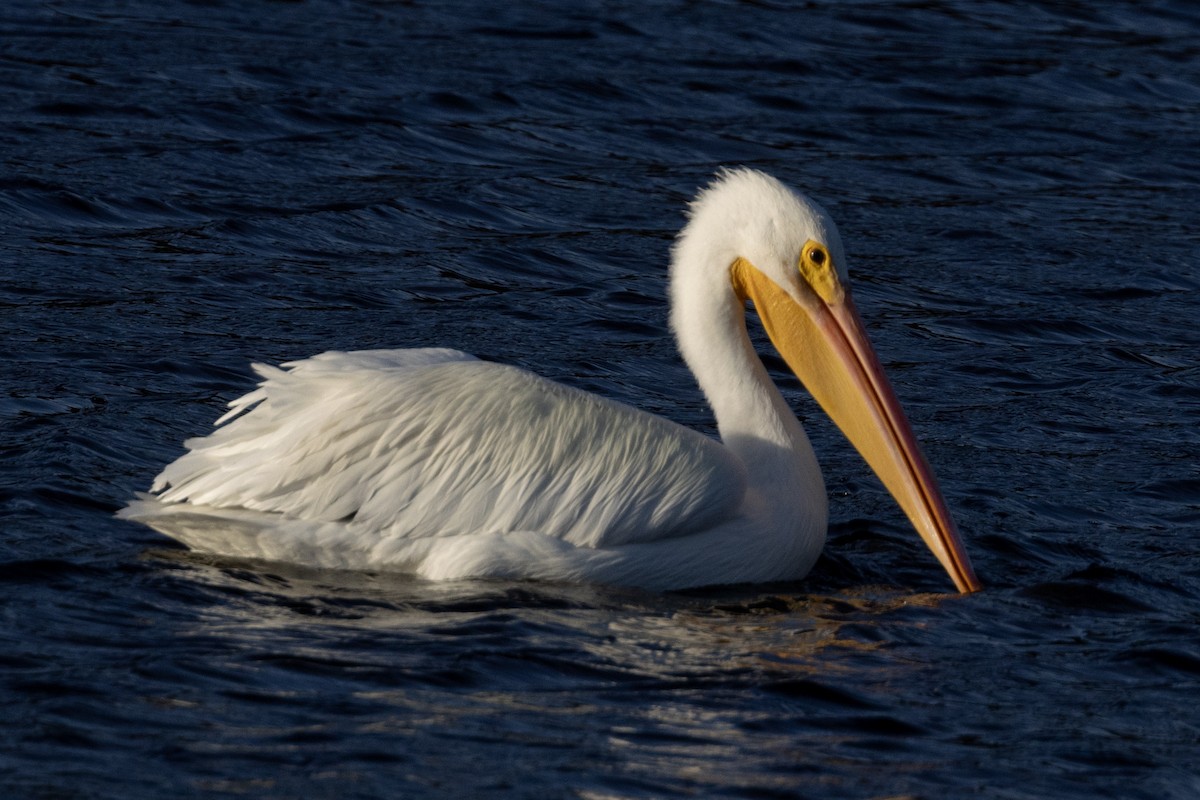 American White Pelican - ML612362774