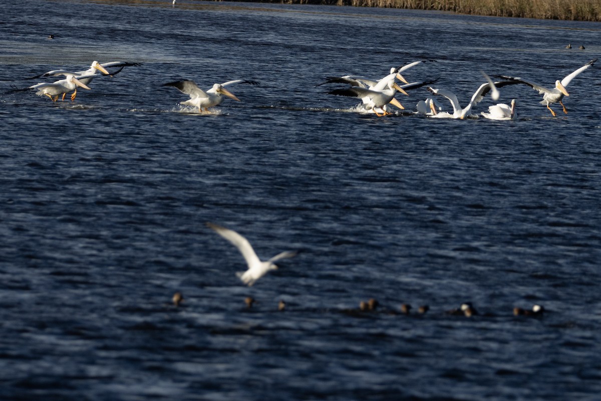 American White Pelican - ML612362775