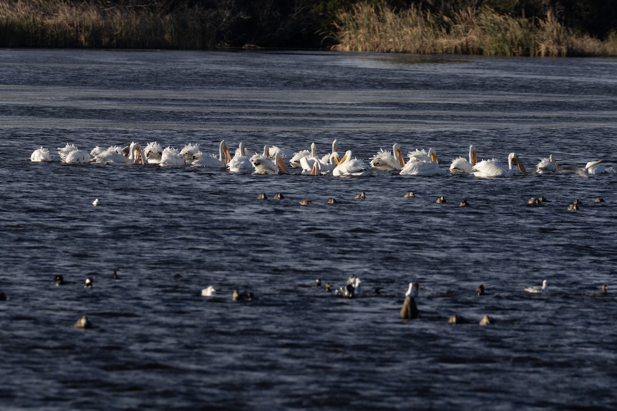 American White Pelican - ML612362776