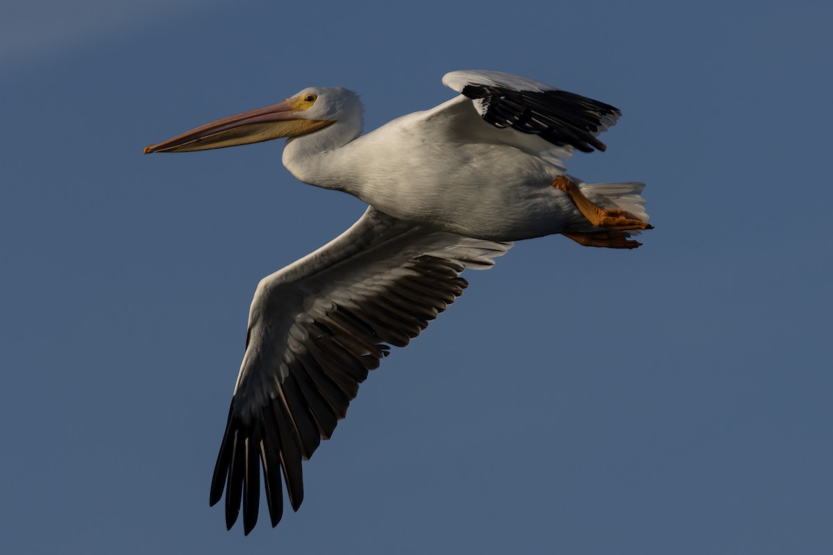 American White Pelican - ML612362777