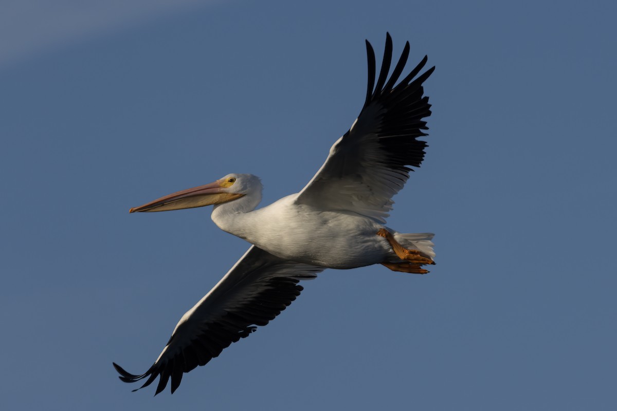 American White Pelican - ML612362778