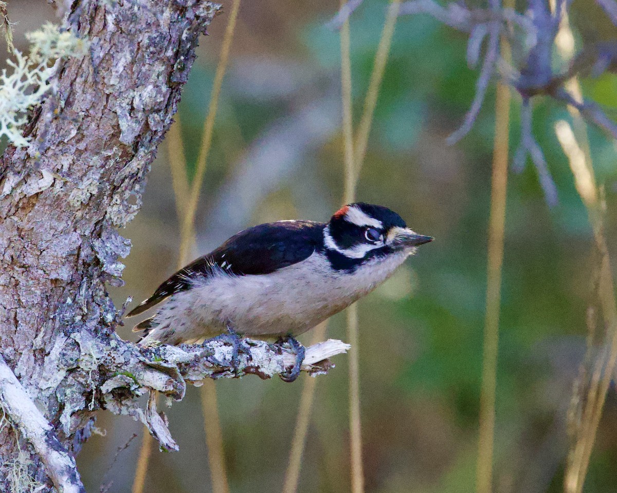 Downy Woodpecker - ML612362925