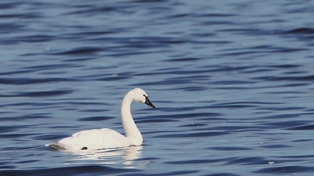 Tundra Swan - ML612362958