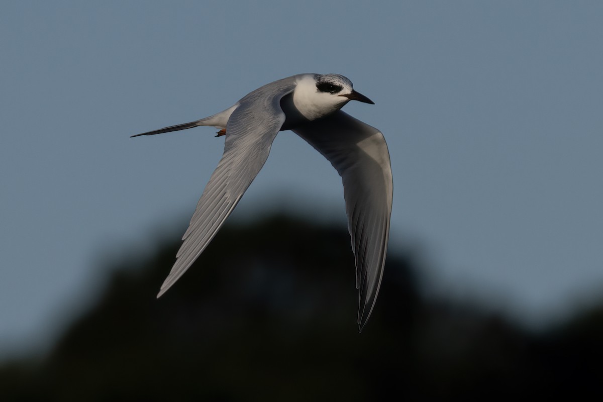 Forster's Tern - ML612362964