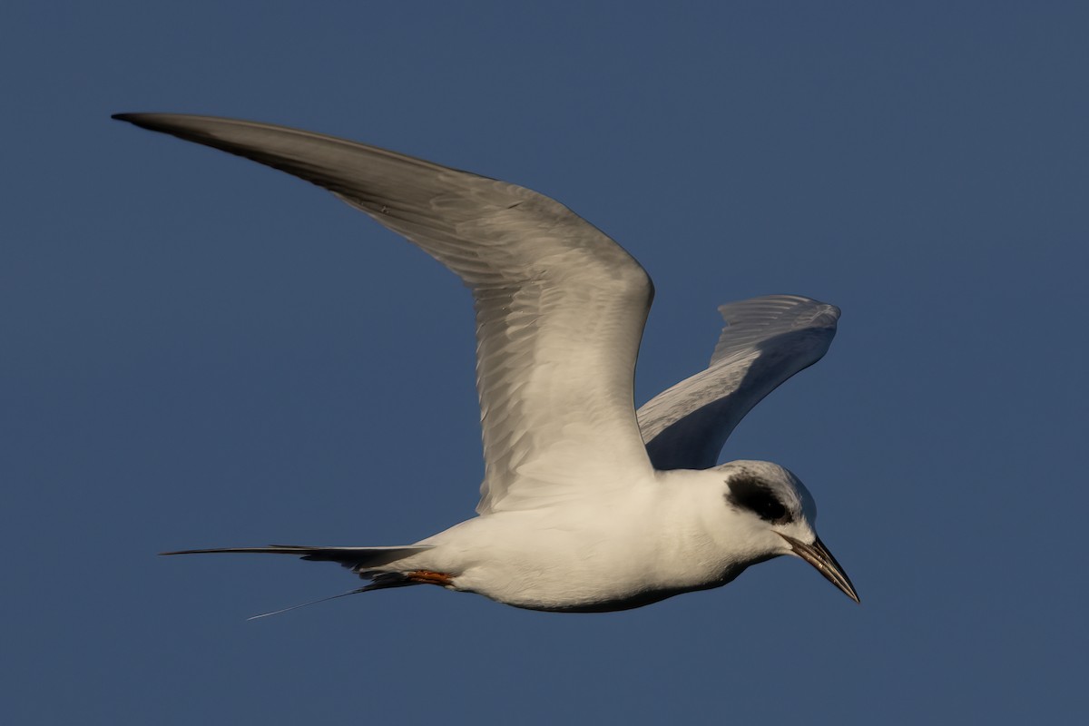 Forster's Tern - ML612362976