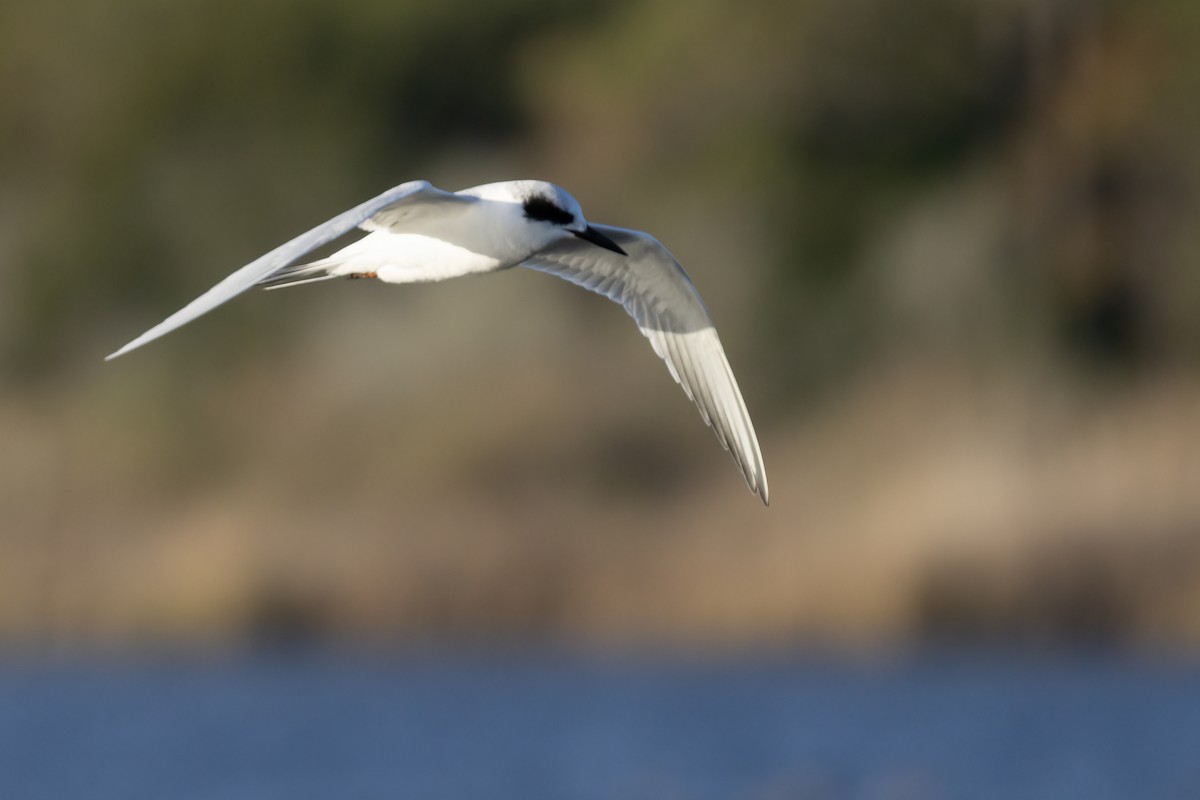 Forster's Tern - ML612362980