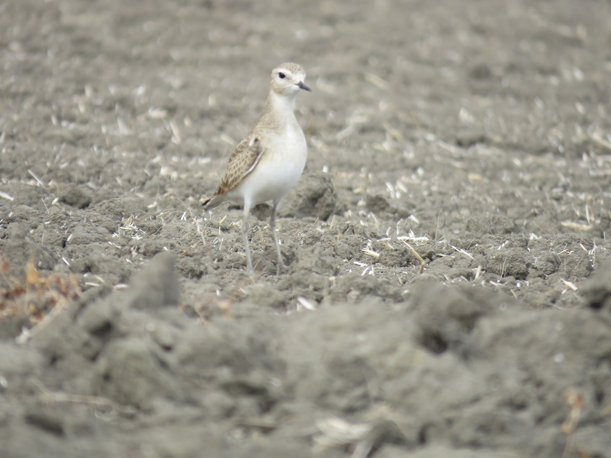 Mountain Plover - ML612362990