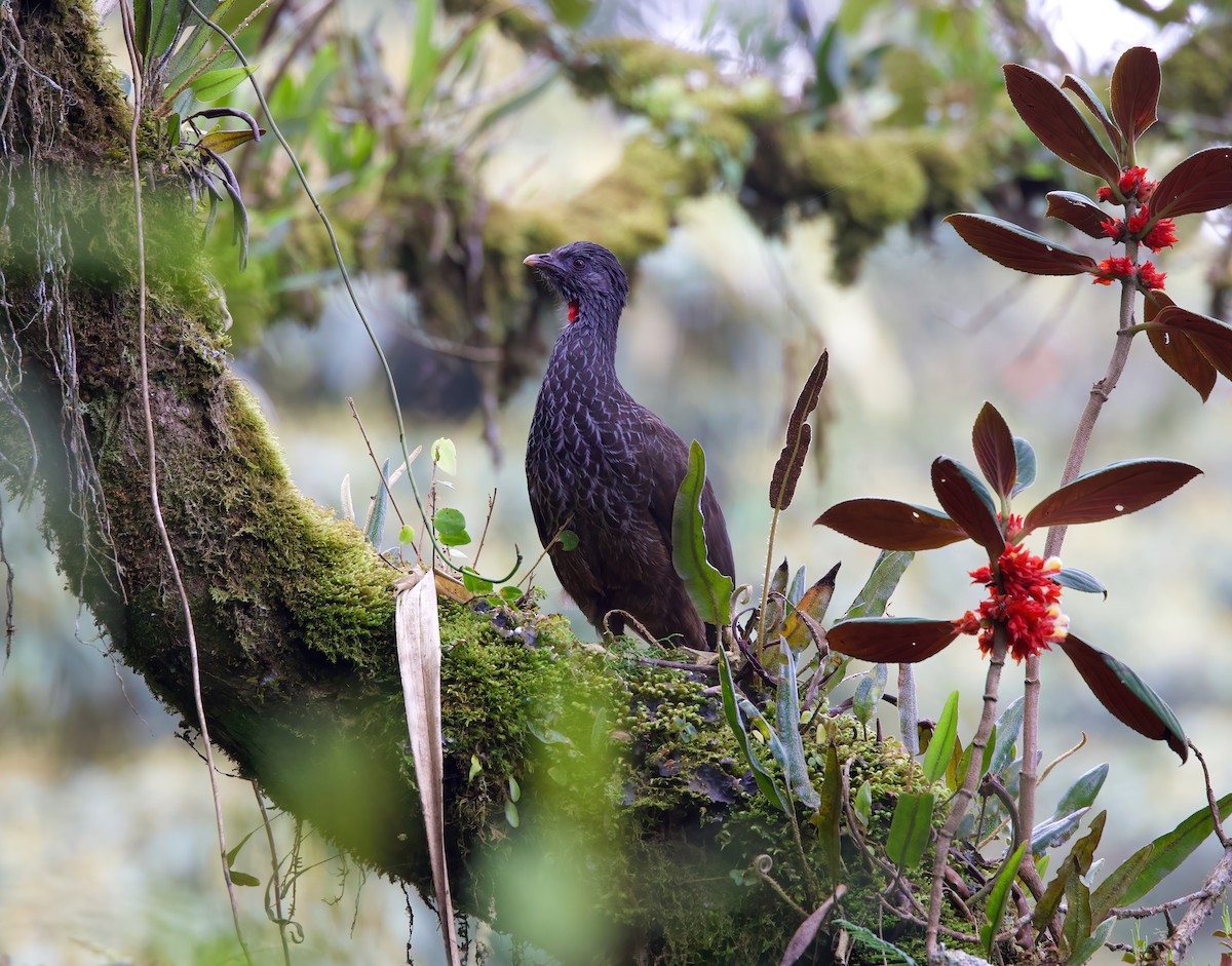 Andean Guan - Matt Yawney