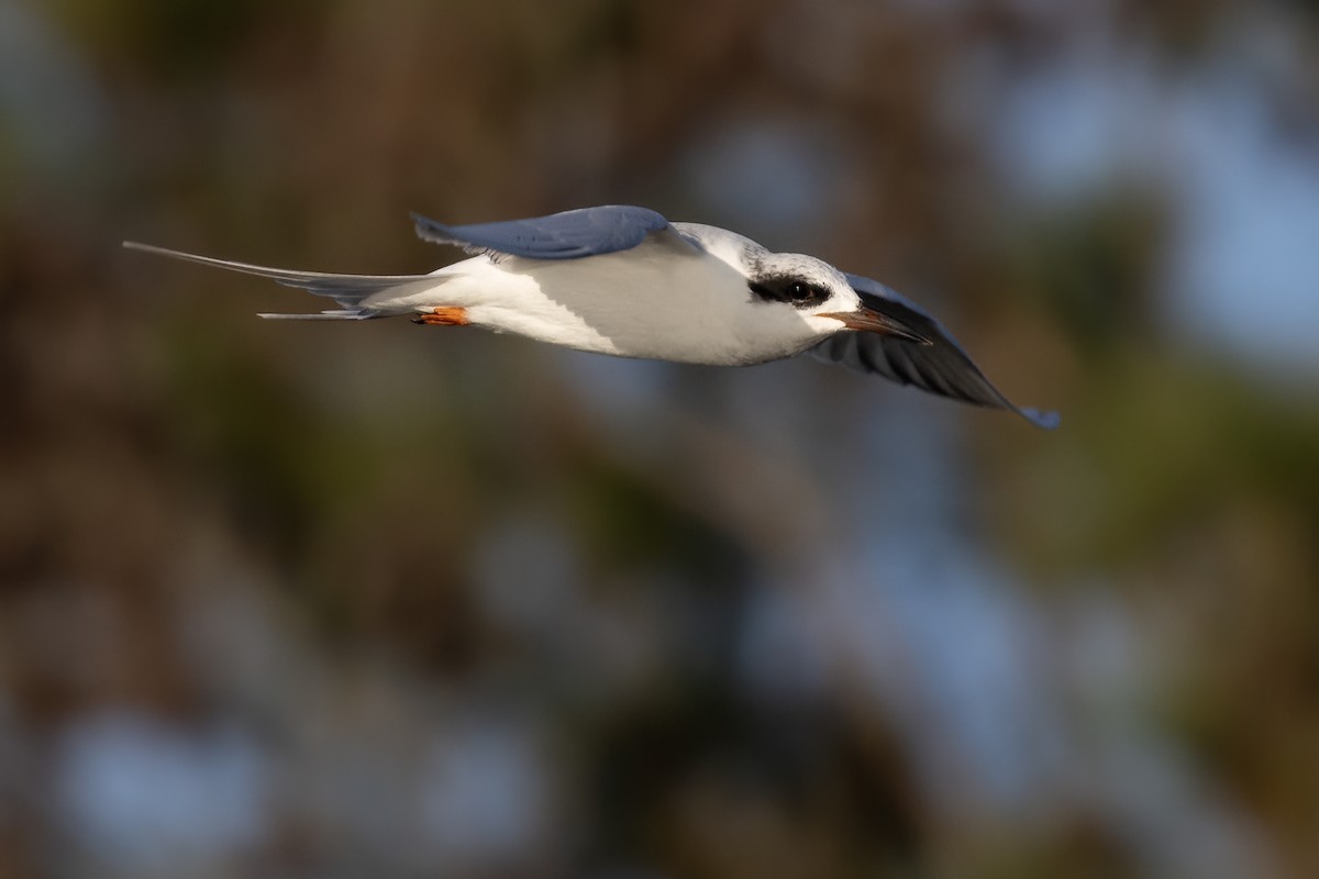 Forster's Tern - ML612362999