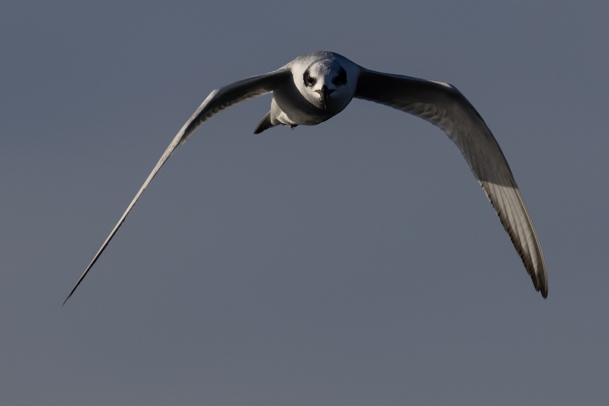 Forster's Tern - ML612363004