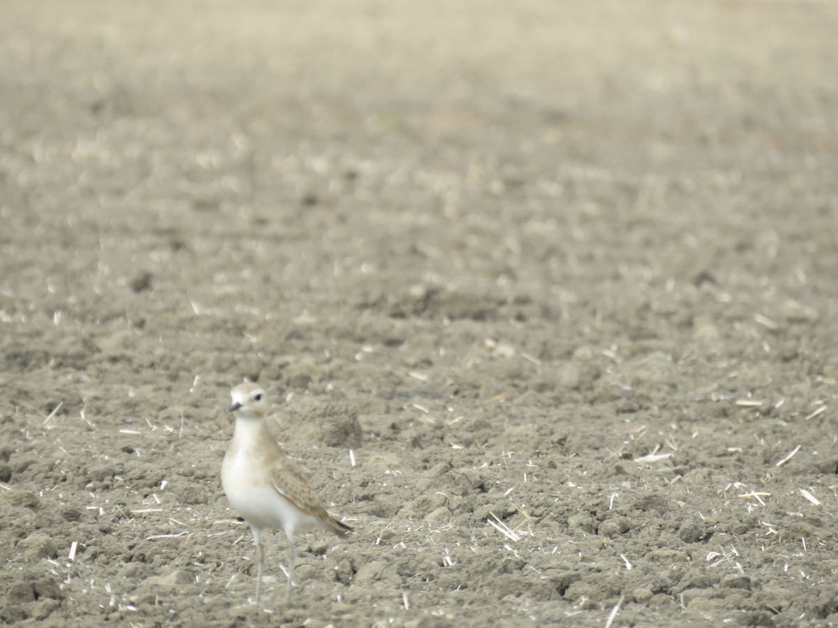 Mountain Plover - ML612363018