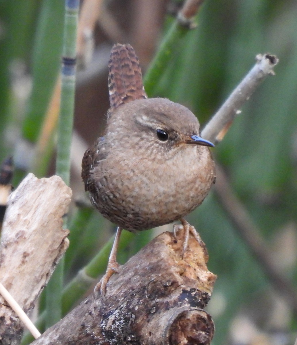 Winter Wren - ML612363032