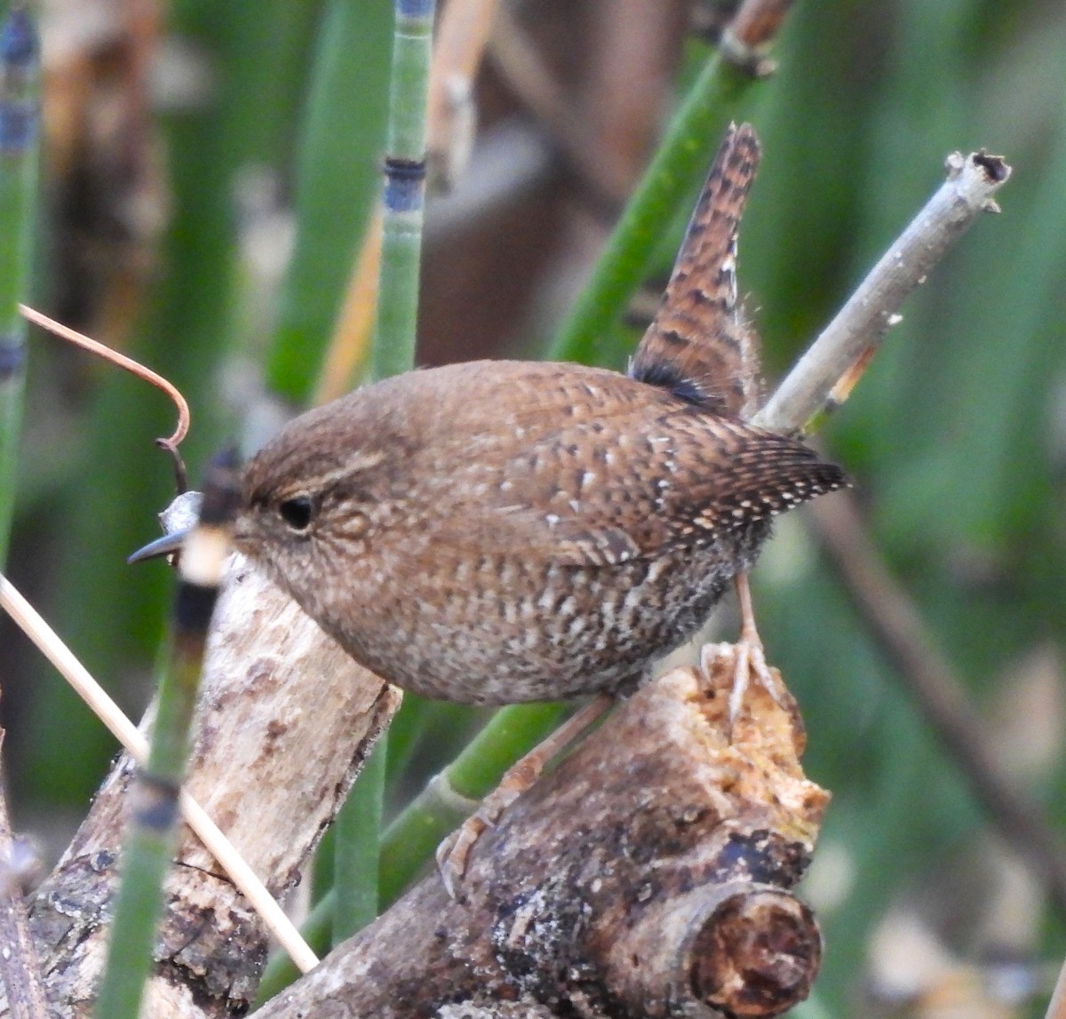 Winter Wren - ML612363033