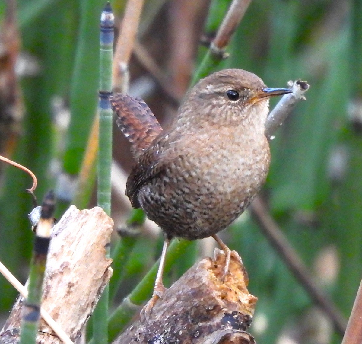 Winter Wren - ML612363034