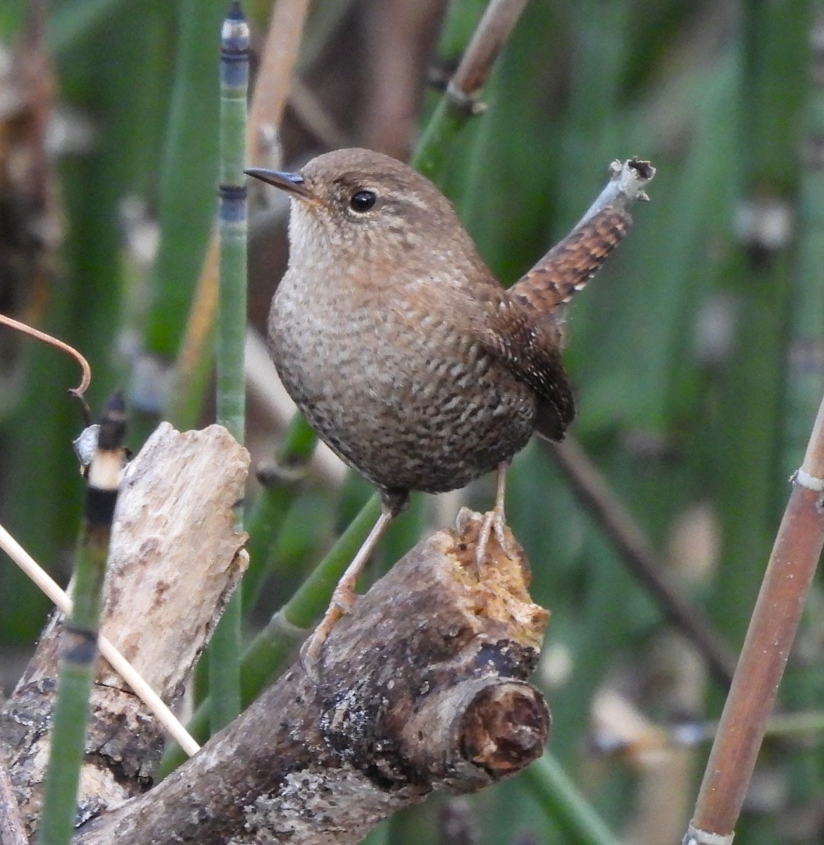 Winter Wren - ML612363037