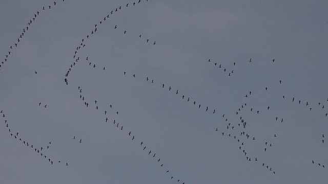 Snow Goose - ML612363048