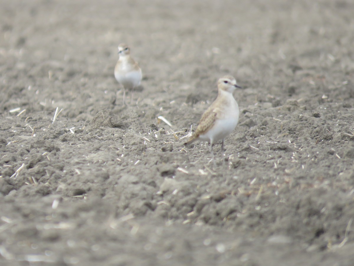 Mountain Plover - ML612363051