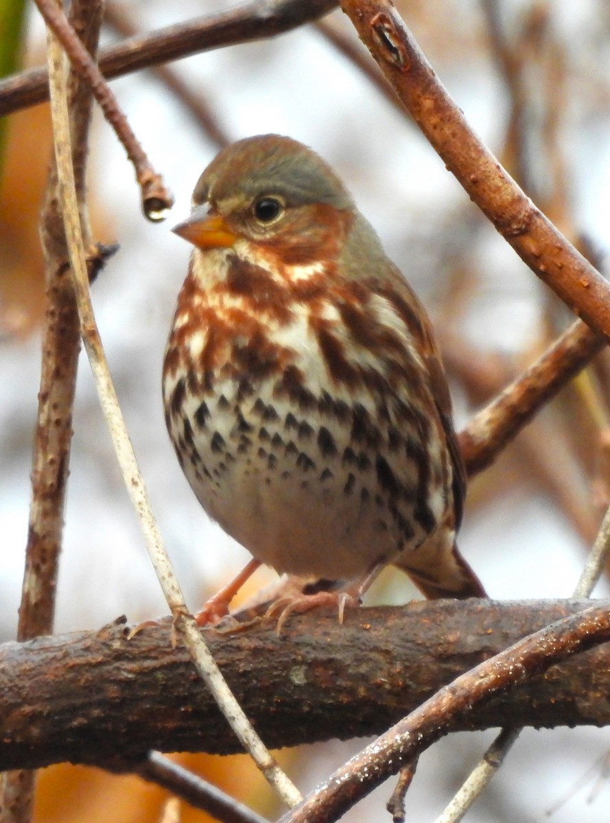 Fox Sparrow - ML612363064