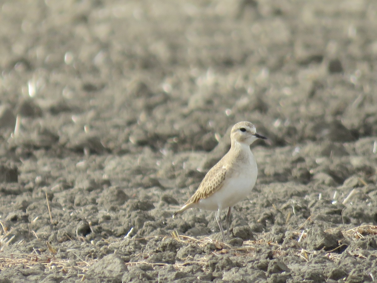 Mountain Plover - ML612363067