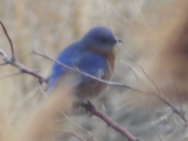 Eastern Bluebird - Dave Hanscom