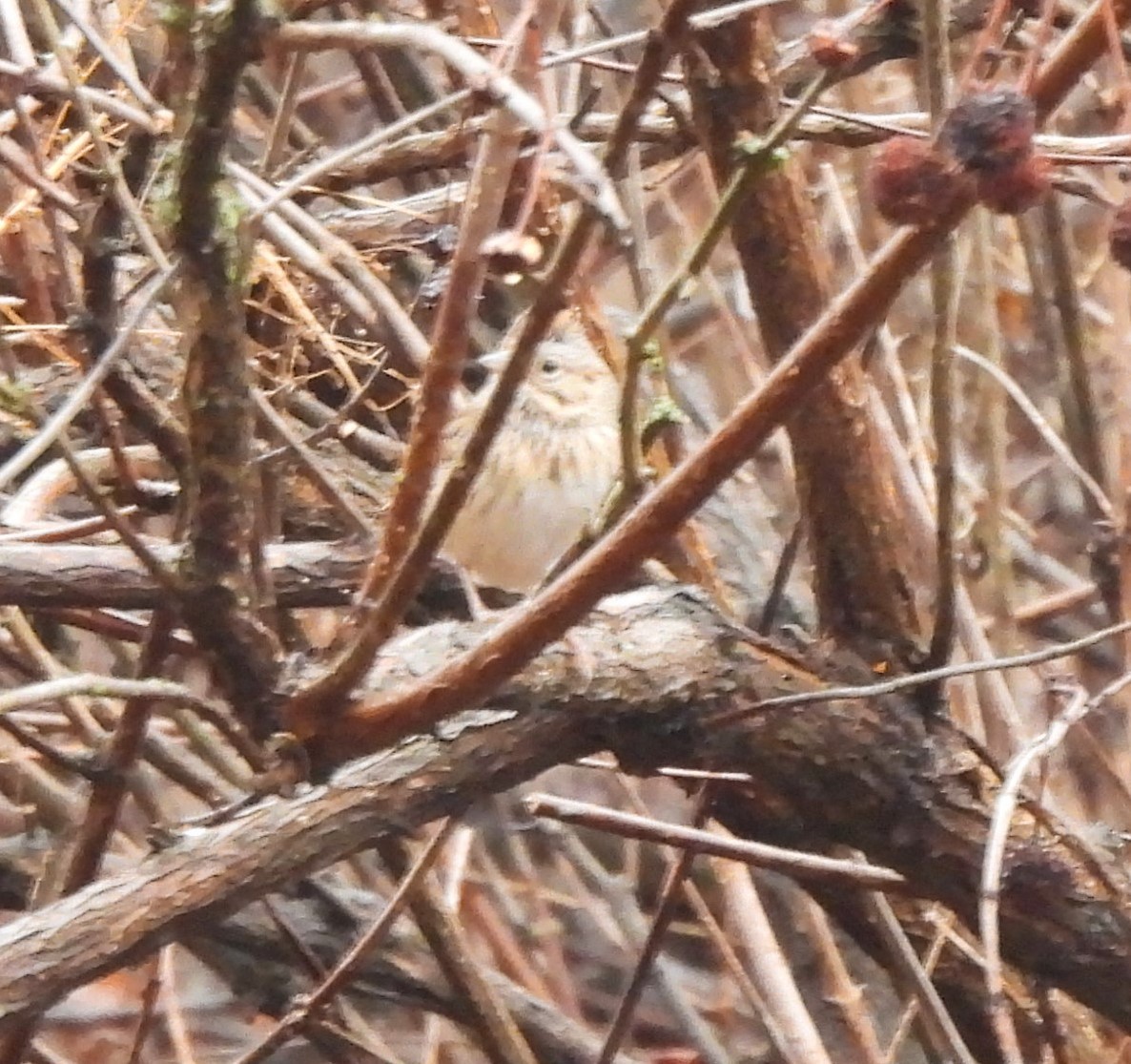 Lincoln's Sparrow - ML612363101