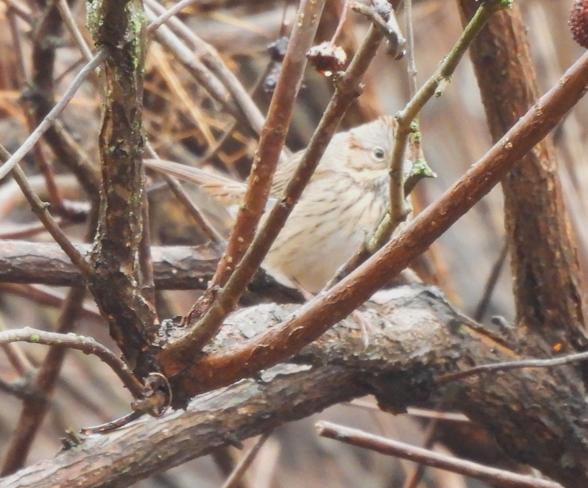 Lincoln's Sparrow - ML612363103