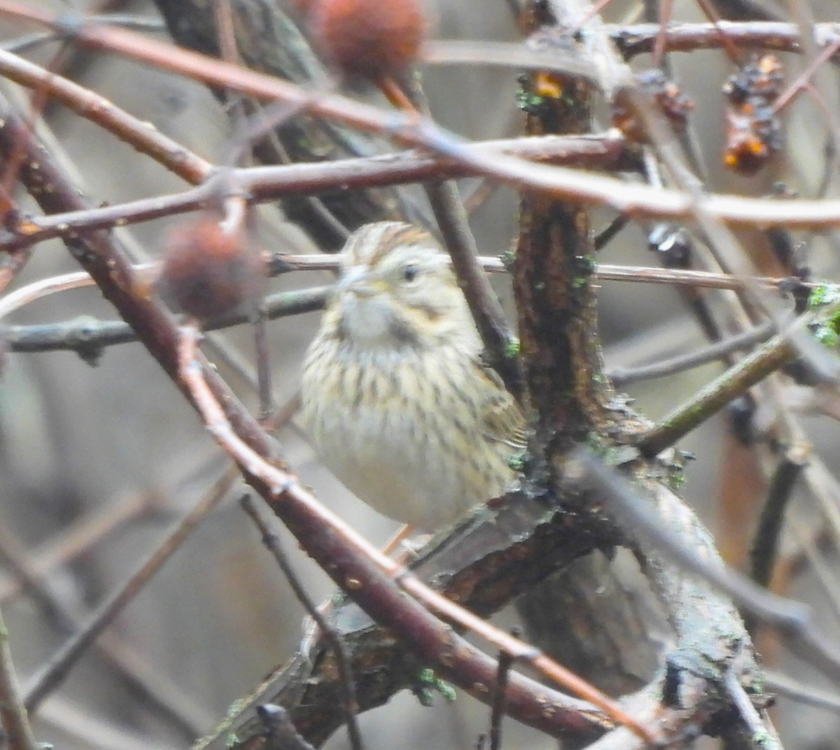 Lincoln's Sparrow - ML612363105