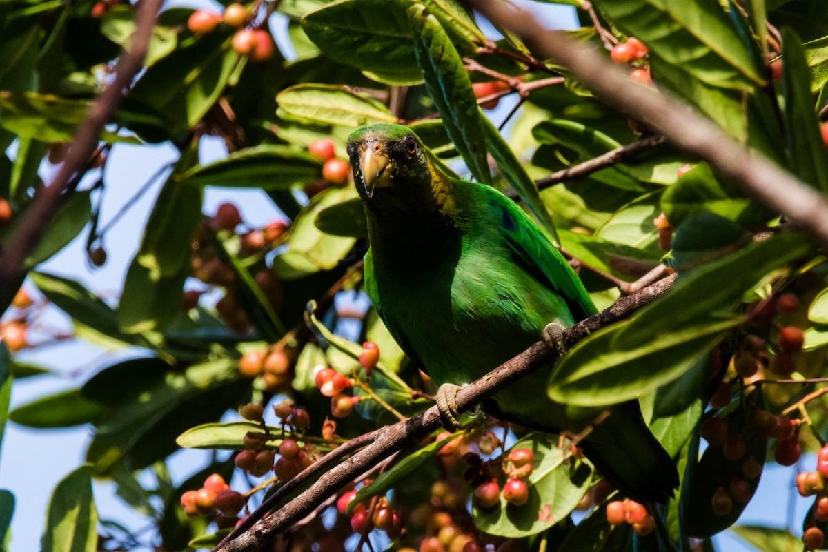 クロズキンインコ - ML612363214