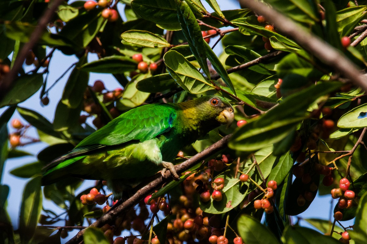 クロズキンインコ - ML612363219