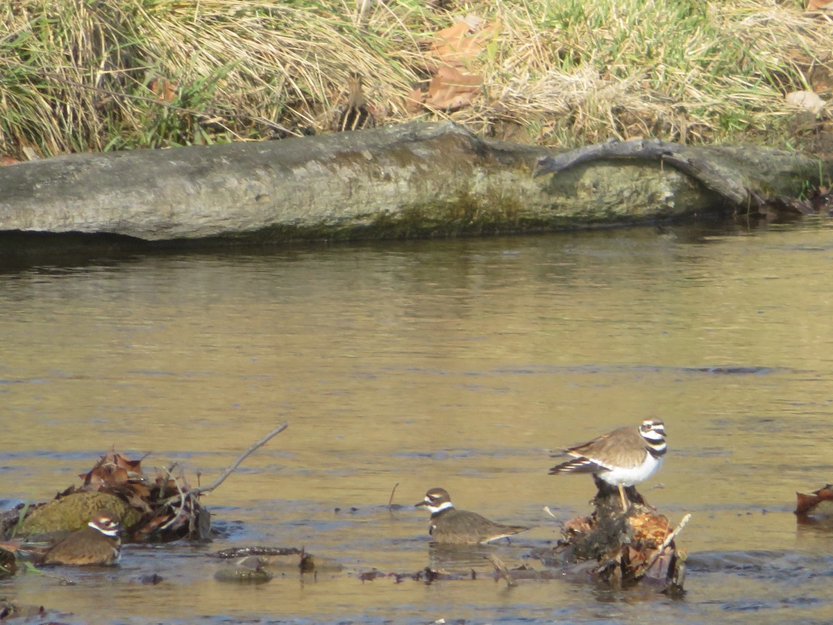 Killdeer - James Speicher