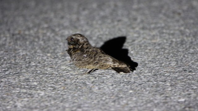 Common Poorwill - ML612363389