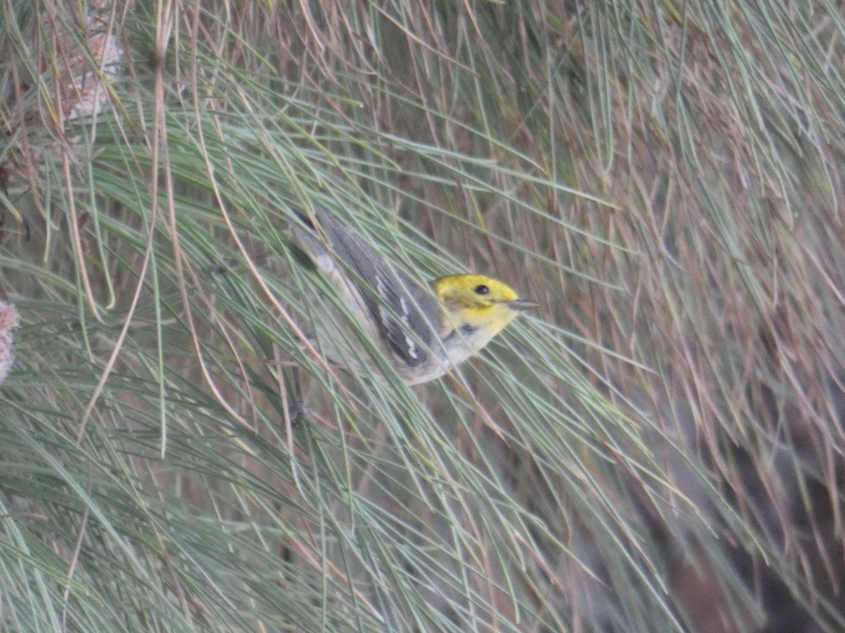 Paruline à tête jaune - ML612363422