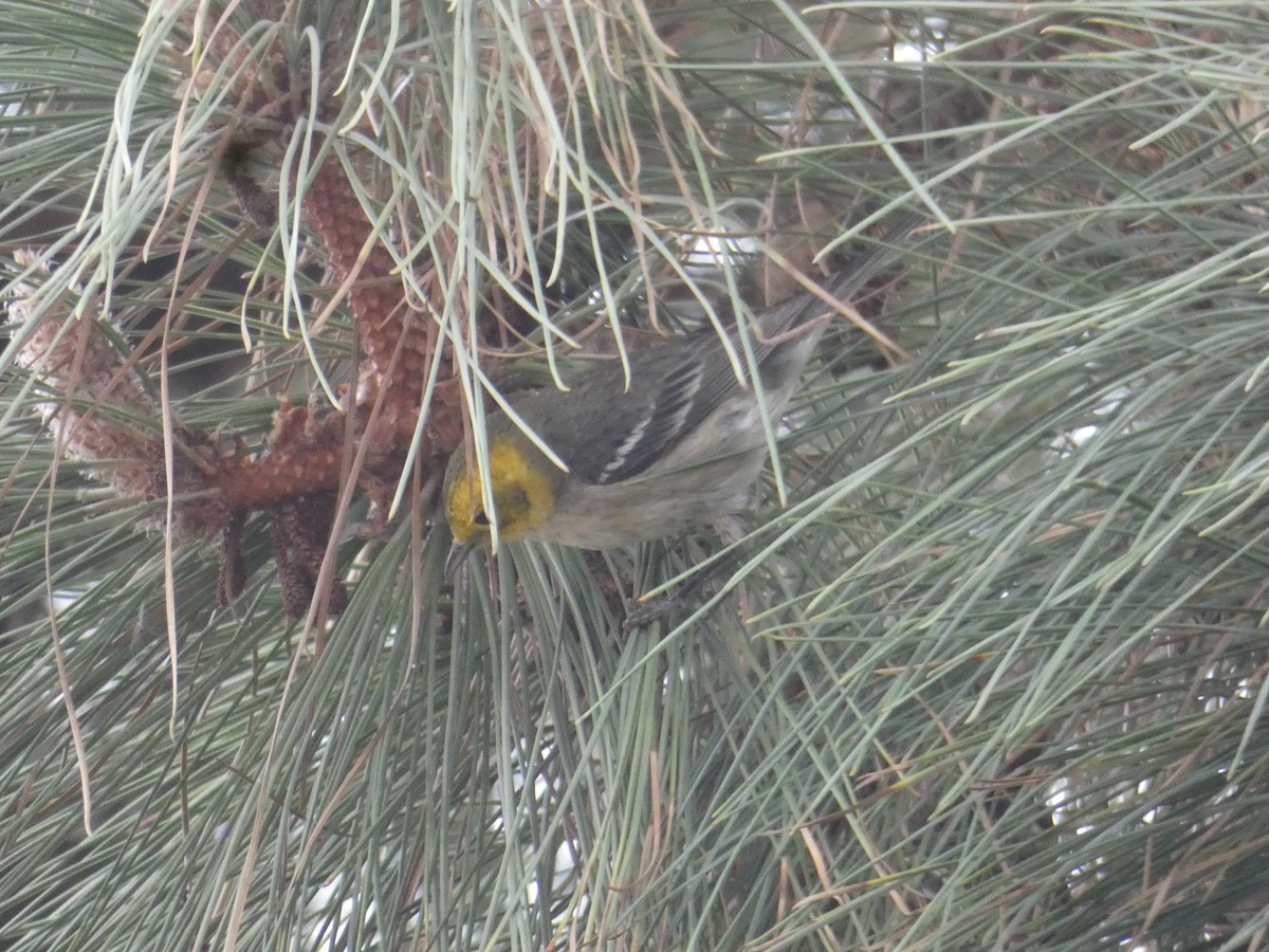 Hermit Warbler - Ryan Seppala