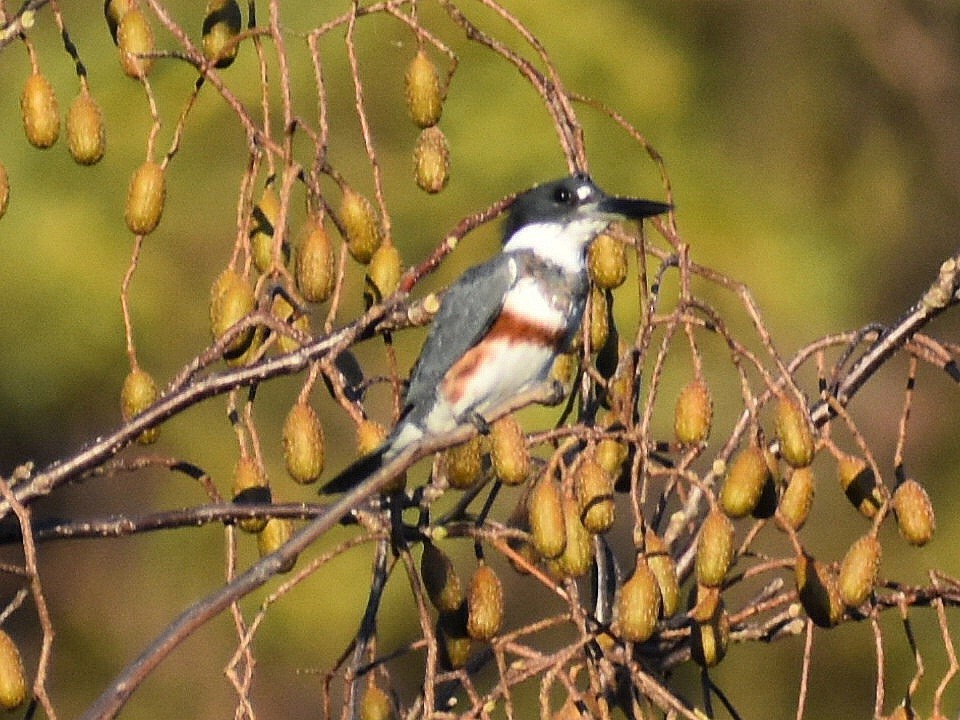 Belted Kingfisher - ML612363506