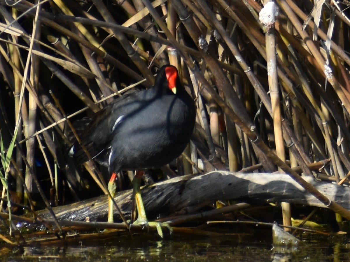 Common Gallinule - ML612363587