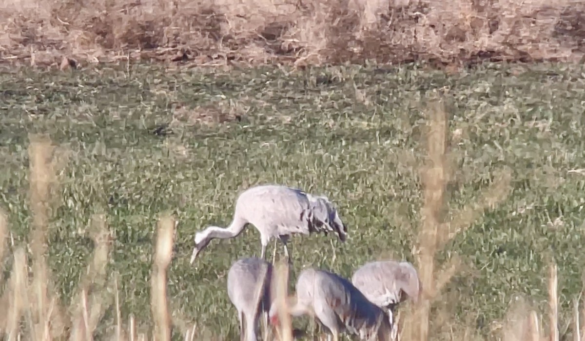 Common Crane - ML612363604