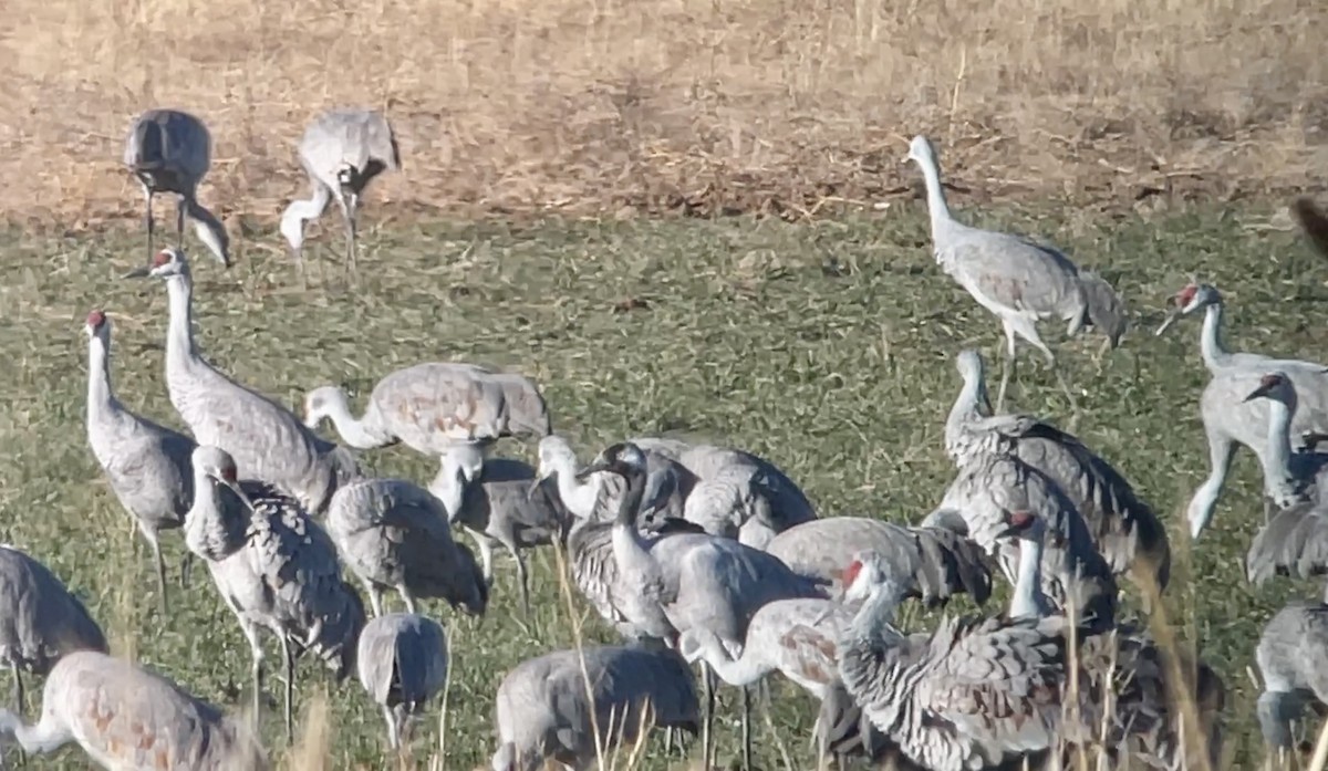 Common Crane - ML612363605