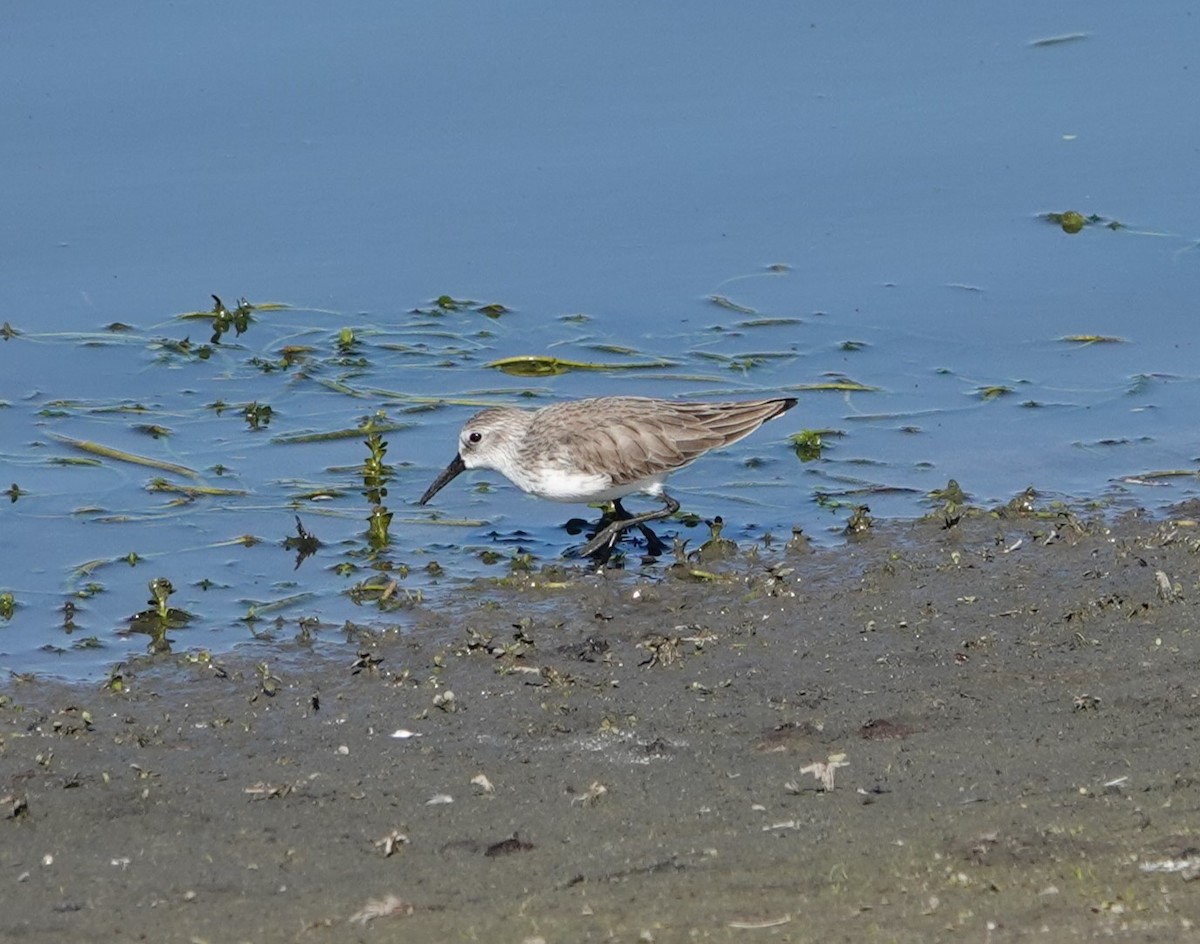 Western Sandpiper - Sylvia Afable