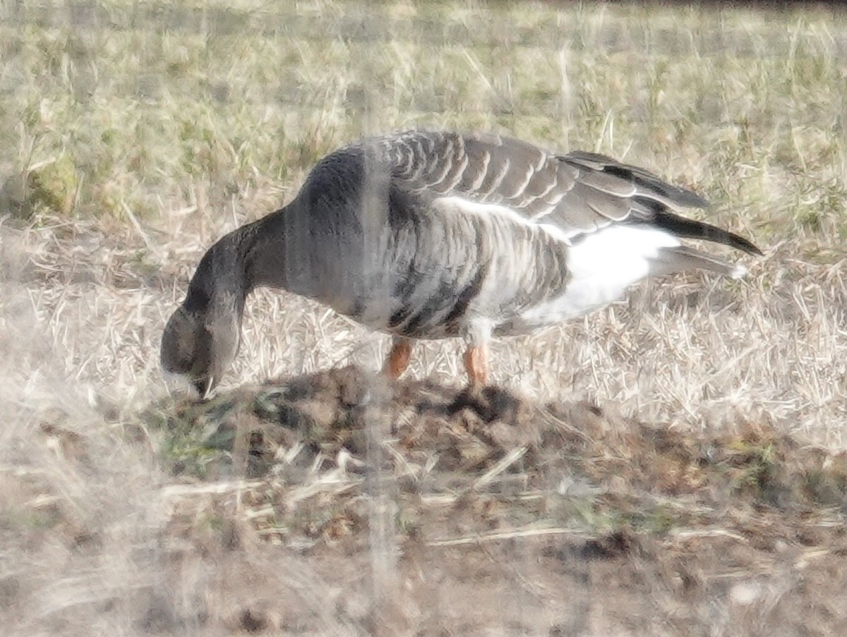 Greater White-fronted Goose - Jo March