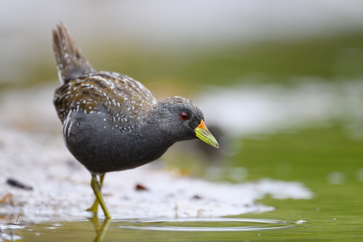 Australian Crake - ML612363661