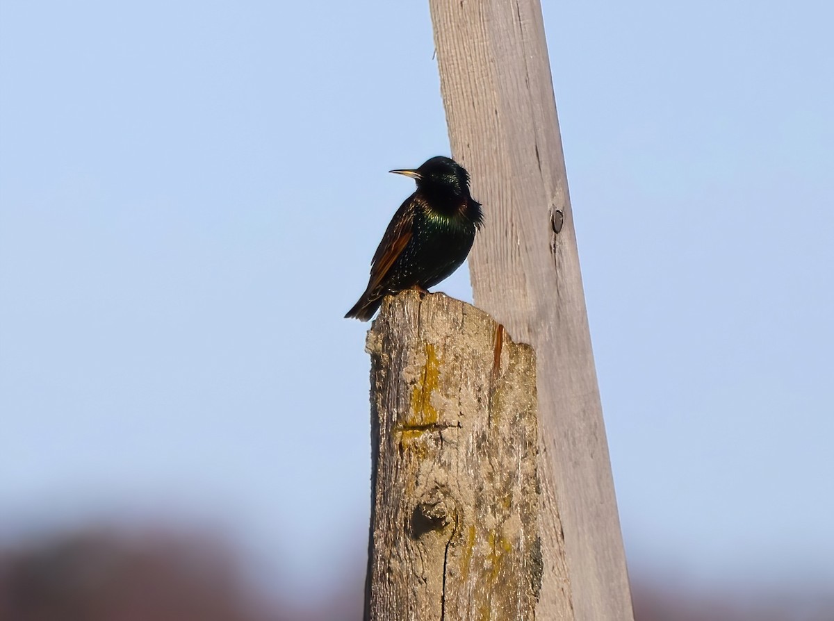 European Starling - ML612363679