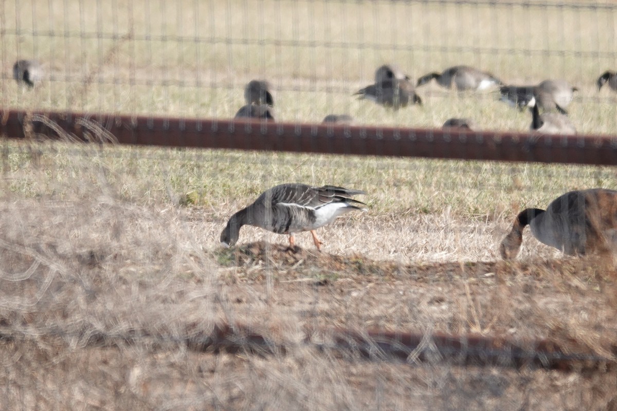 Greater White-fronted Goose - ML612363697