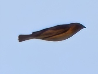 コウウチョウ - ML612363703