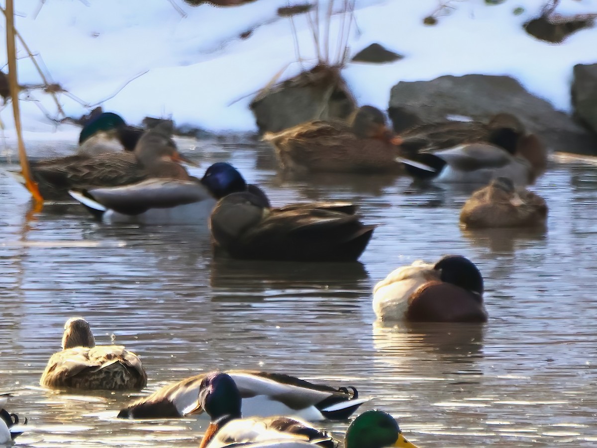 American Black Duck - ML612363753