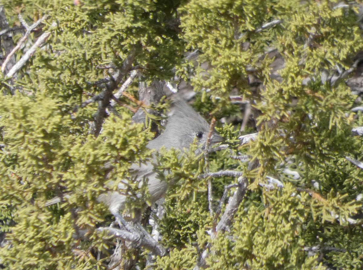 Juniper Titmouse - Brian Nicholas