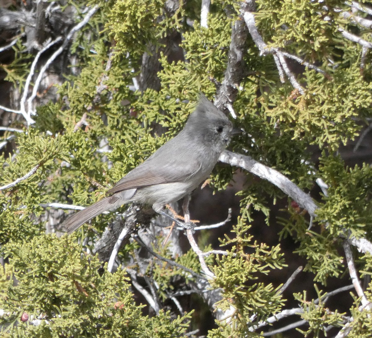 Juniper Titmouse - ML612363755